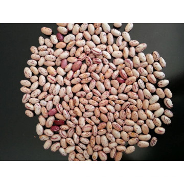 Top Quality Long Ship Kidney Beans